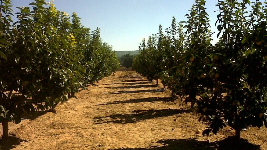 caqui-3 repe provisional para art|caqui-3 repe provisional para art